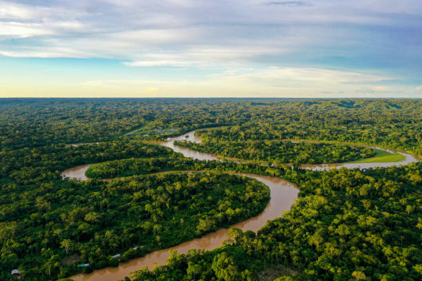 Lush, dense tropical rainforest canopy, South American jungle